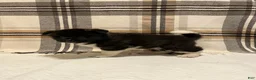 Akita dogs for sale: Akita  - Ad 4