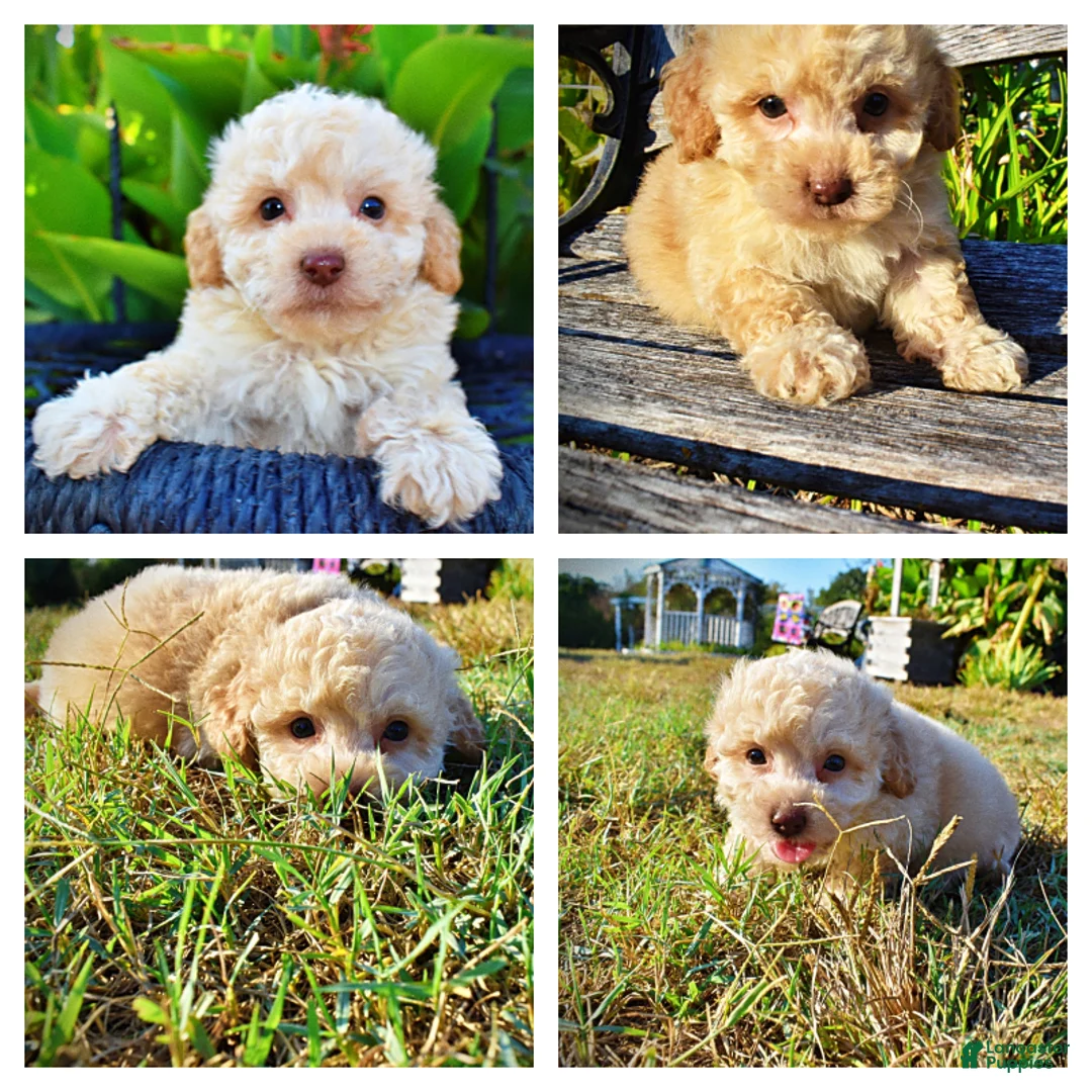 Havapoo dogs for sale: Luigi-Sale!!! - Ad 1