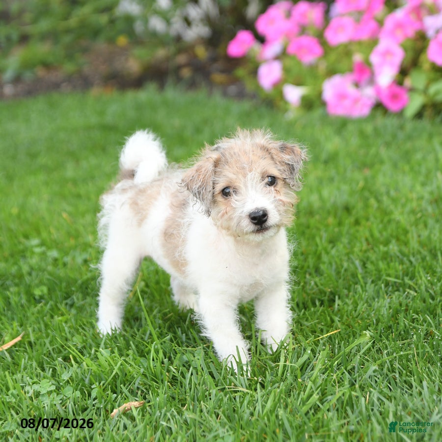 Mixed Breed dogs Fancy - Ad 1