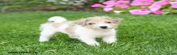 Mixed Breed dogs for sale: Fancy - Ad 1