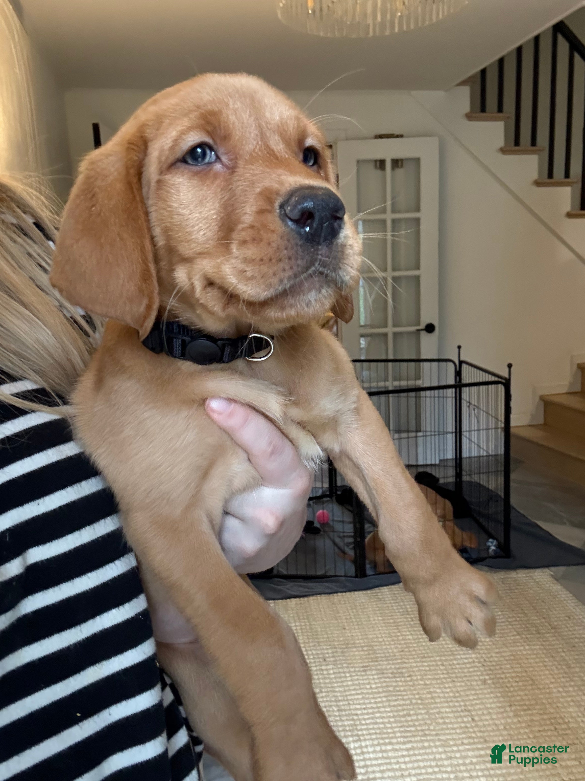 Labrador Retriever dogs Black collar male - Ad 1