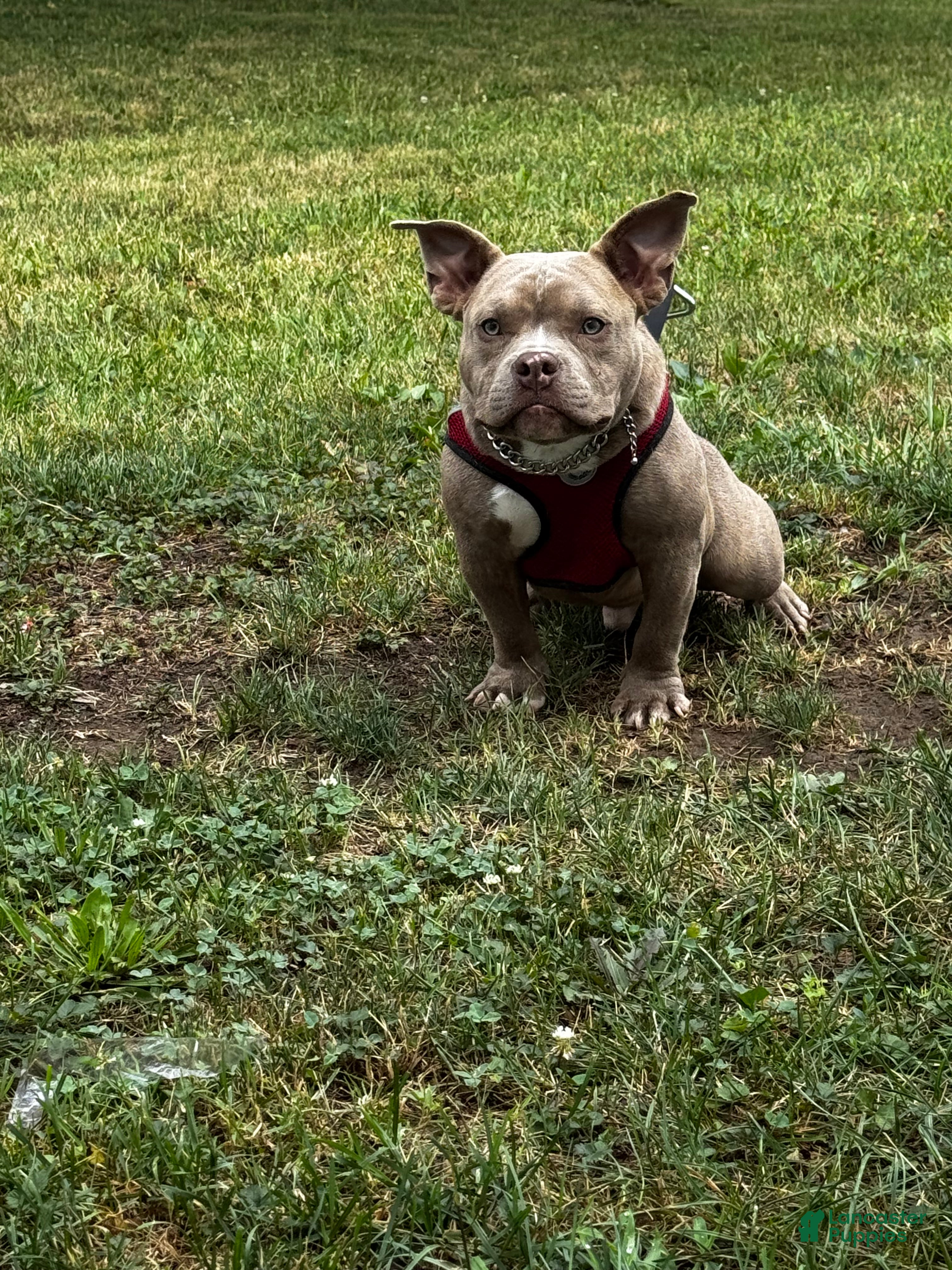 American Bully dogs Draco - Ad 1