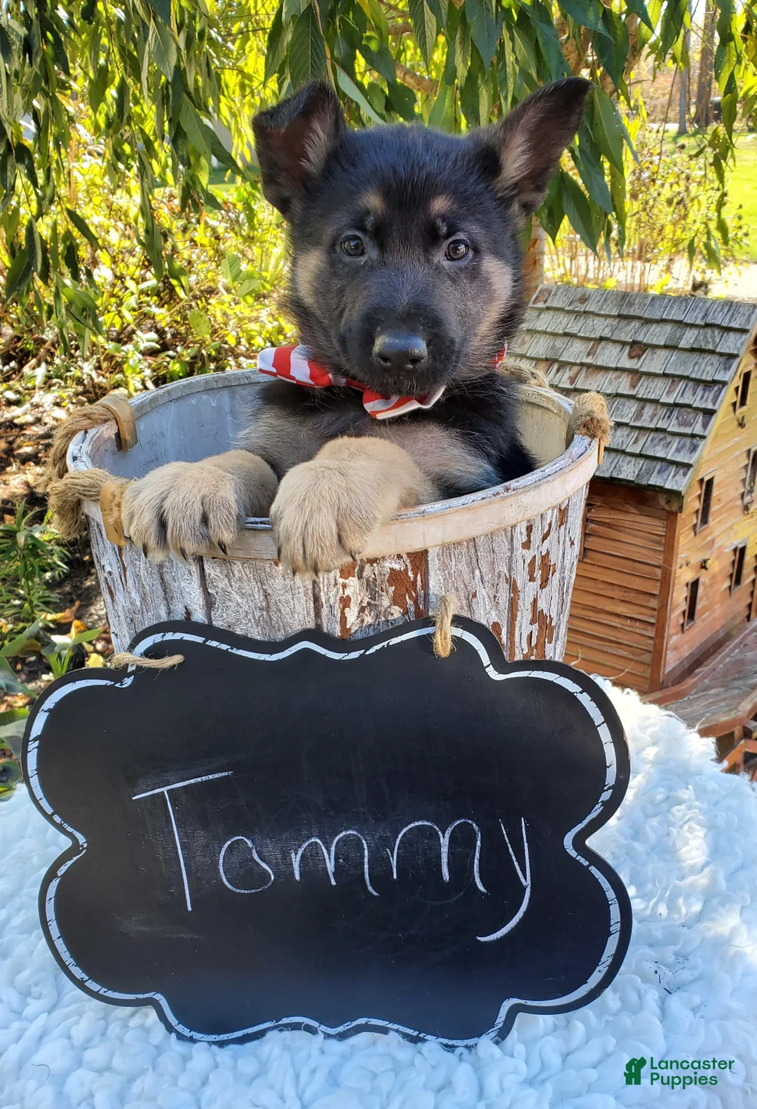 German Shepherd dogs for sale: Tommy - Ad 5