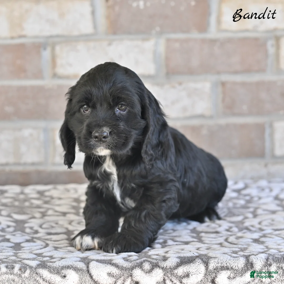 Cocker Spaniel dogs for sale: Bandit - Ad 4