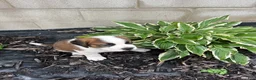 Saint Bernard dogs for sale: Saint Bernard 5 - Ad 2