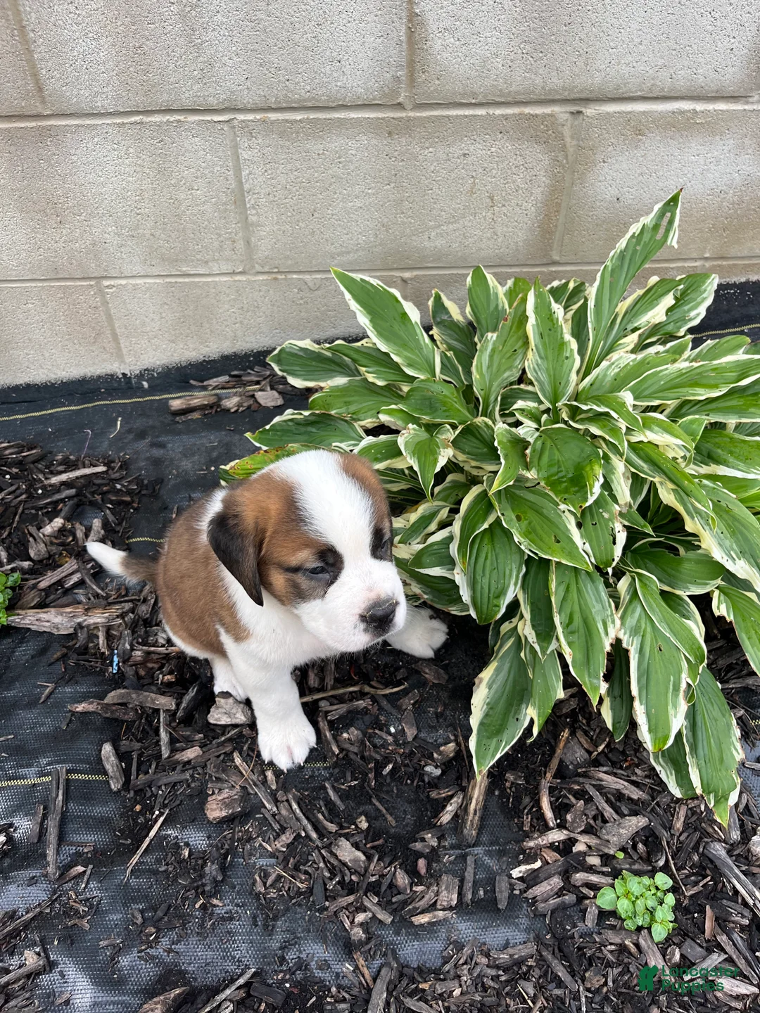 Saint Bernard dogs for sale: Saint Bernard 5 - Ad 2