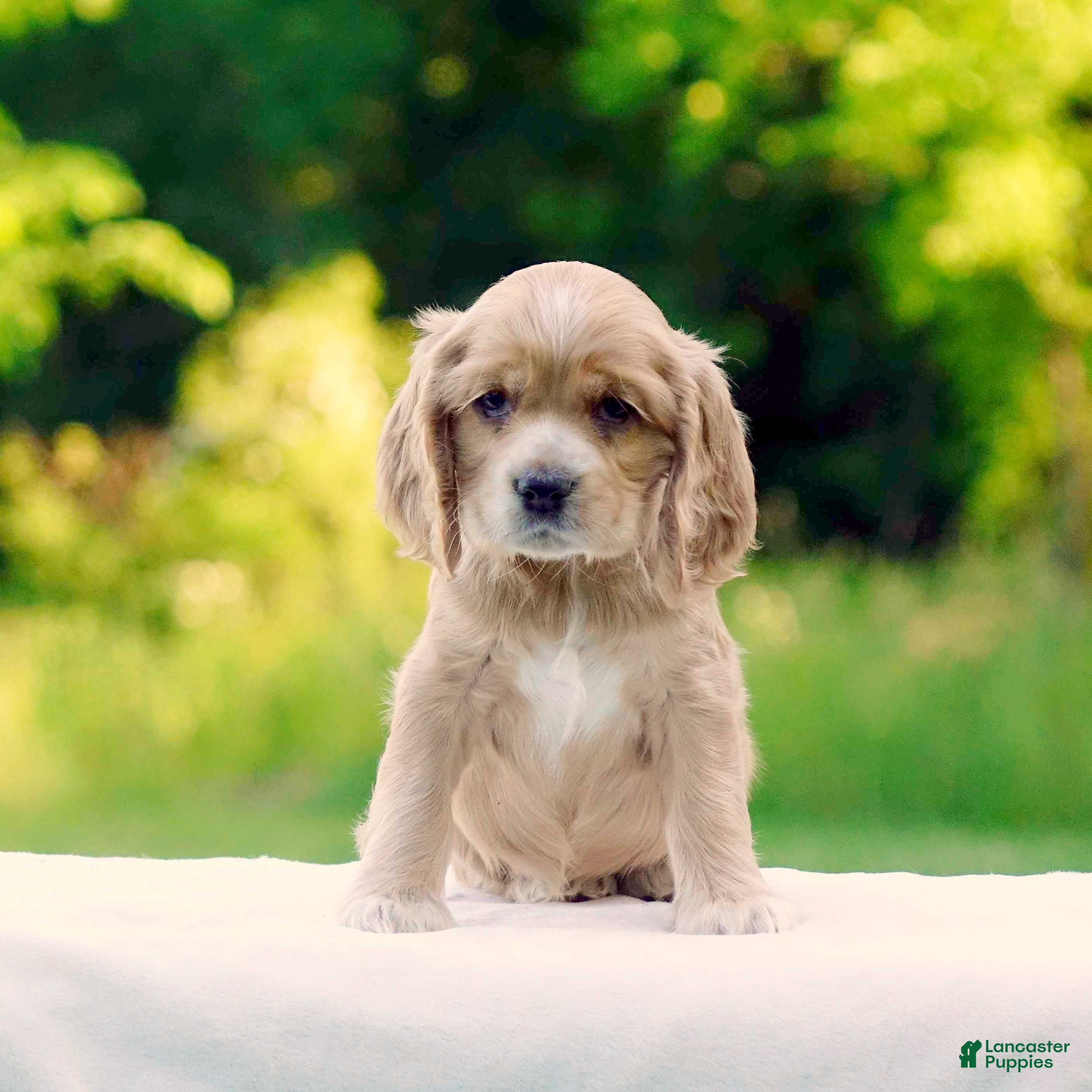 Cocker Spaniel dogs Tiffany - Ad 1