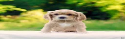 Cocker Spaniel dogs for sale: Tiffany - Ad 1