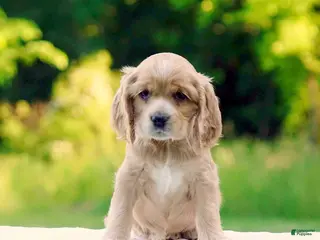 Cocker Spaniel dogs for sale: Tiffany - Ad 3