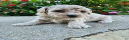 Bichpoo dogs for sale: Willow - Ad 1
