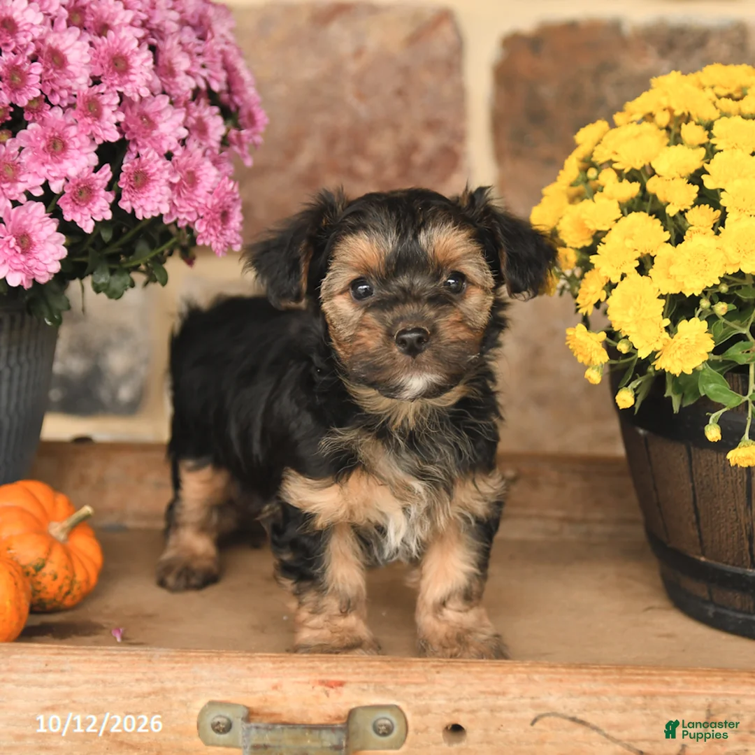 Shorkie dogs for sale: Autumn - Ad 1