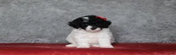Mixed Breed dogs for sale: Ember - Ad 6