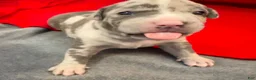 American Bully dogs for sale: American Bully 1 - Ad 6