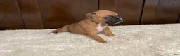 Boxer dogs for sale: Jax - Ad 14