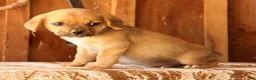Puggle dogs for sale: Charlie - Ad 3