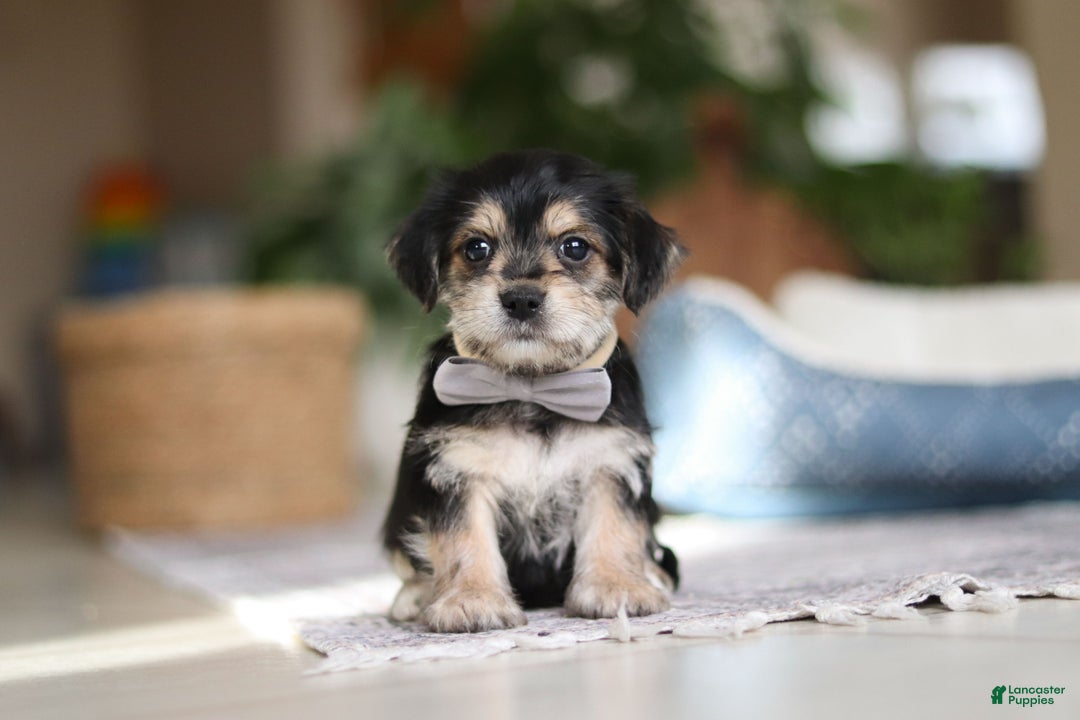 Morkie dogs for sale: Kai - Ad 2
