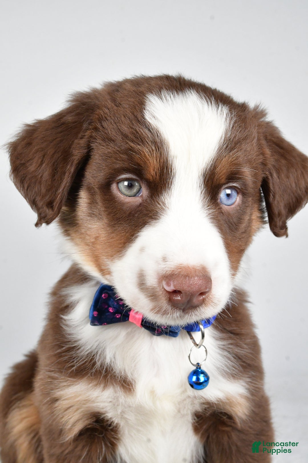 Miniature Australian Shepherd dogs for sale: Rusty - Ad 7
