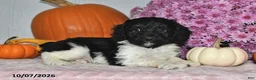 Cockapoo dogs for sale: Oreo - Ad 5