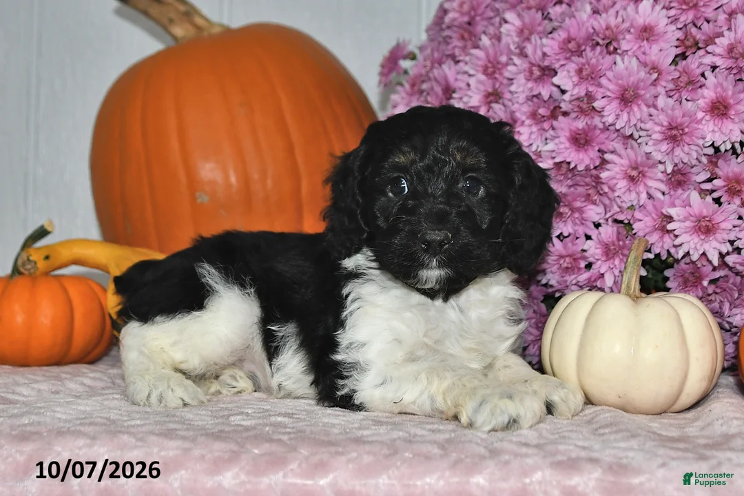 Cockapoo dogs for sale: Oreo - Ad 5