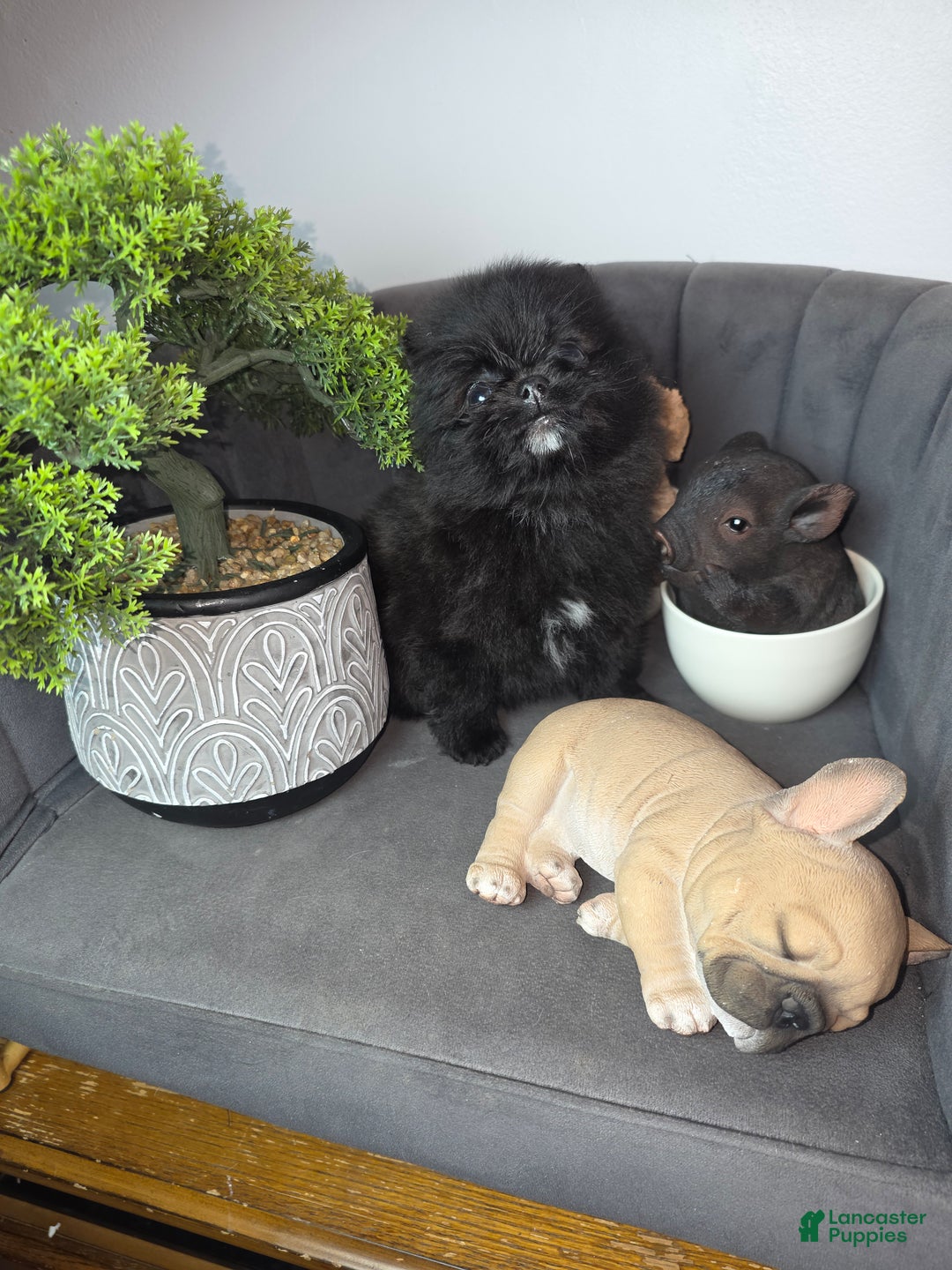 Pomeranian dogs for sale: Pomeranian Puppy chocolate  - Ad 11