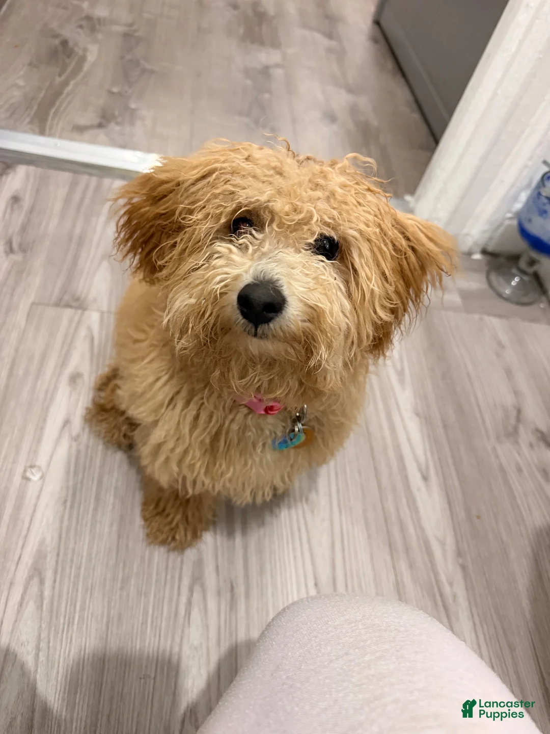 Miniature Poodle dogs for sale: Miniature Poodle 1 - Ad 1