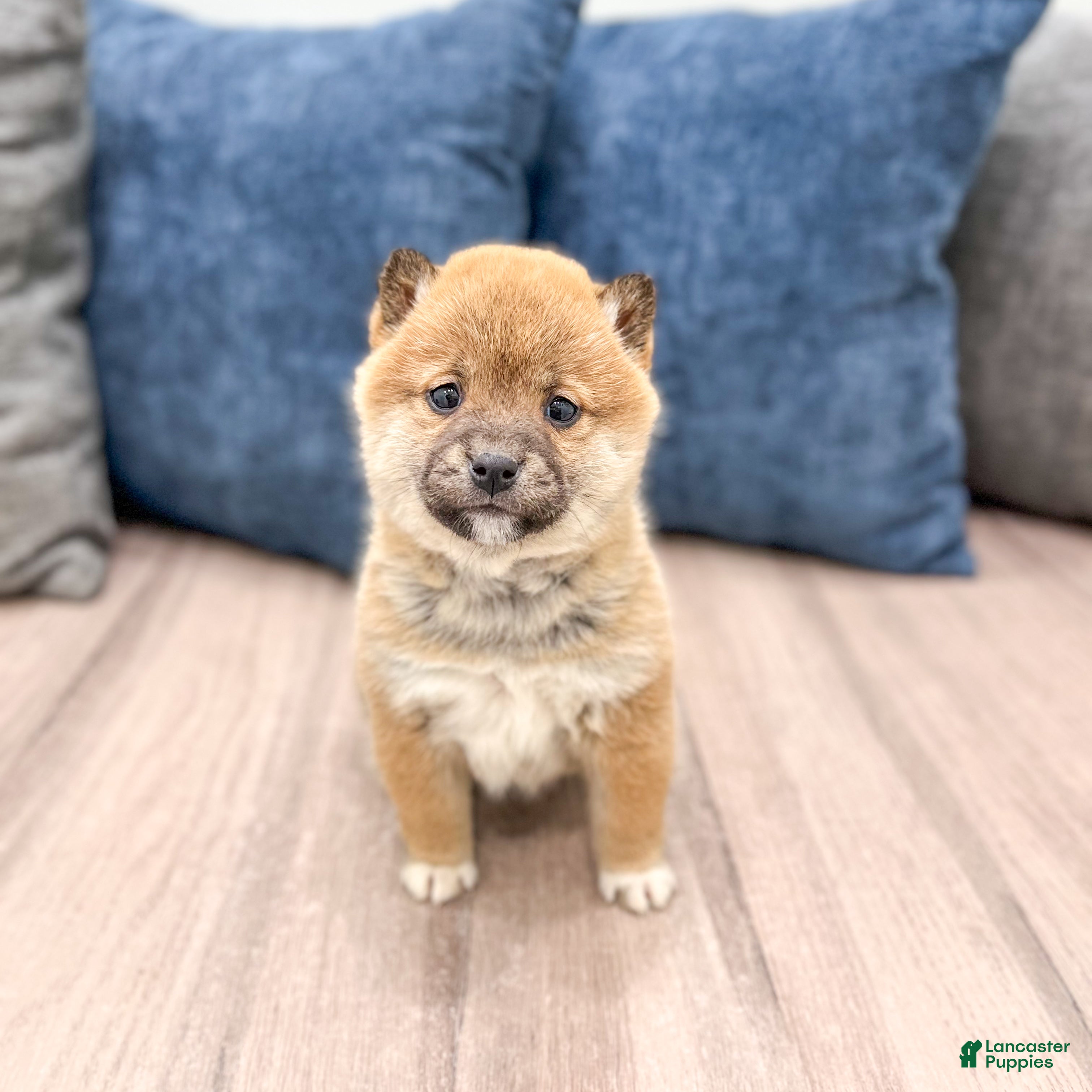 Shiba Inu dogs Candy - Ad 1