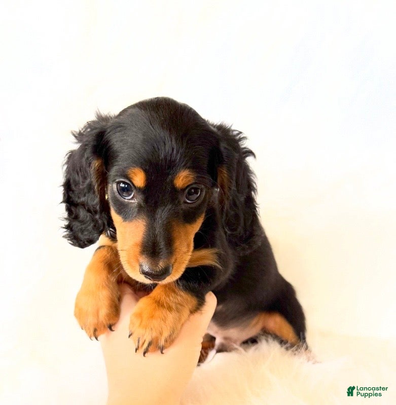 Miniature Dachshund dogs AKC Badger - Ad 17