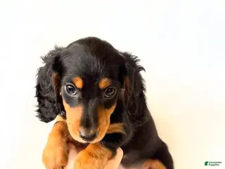 Miniature Dachshund dogs AKC Badger - Ad 2