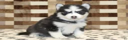 Pomsky dogs for sale: Iris - Ad 4