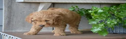 Mini Goldendoodle dogs for sale: Bentley - Ad 13