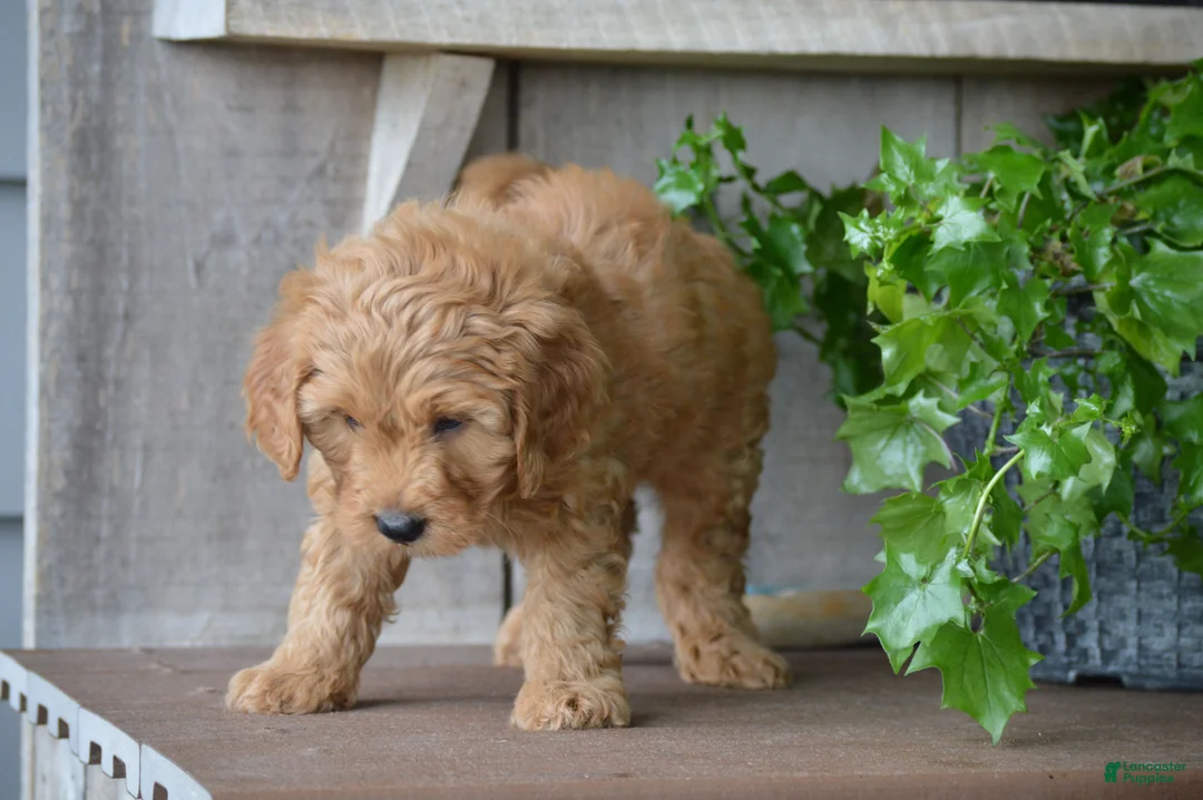 Mini Goldendoodle dogs for sale: Bentley - Ad 13
