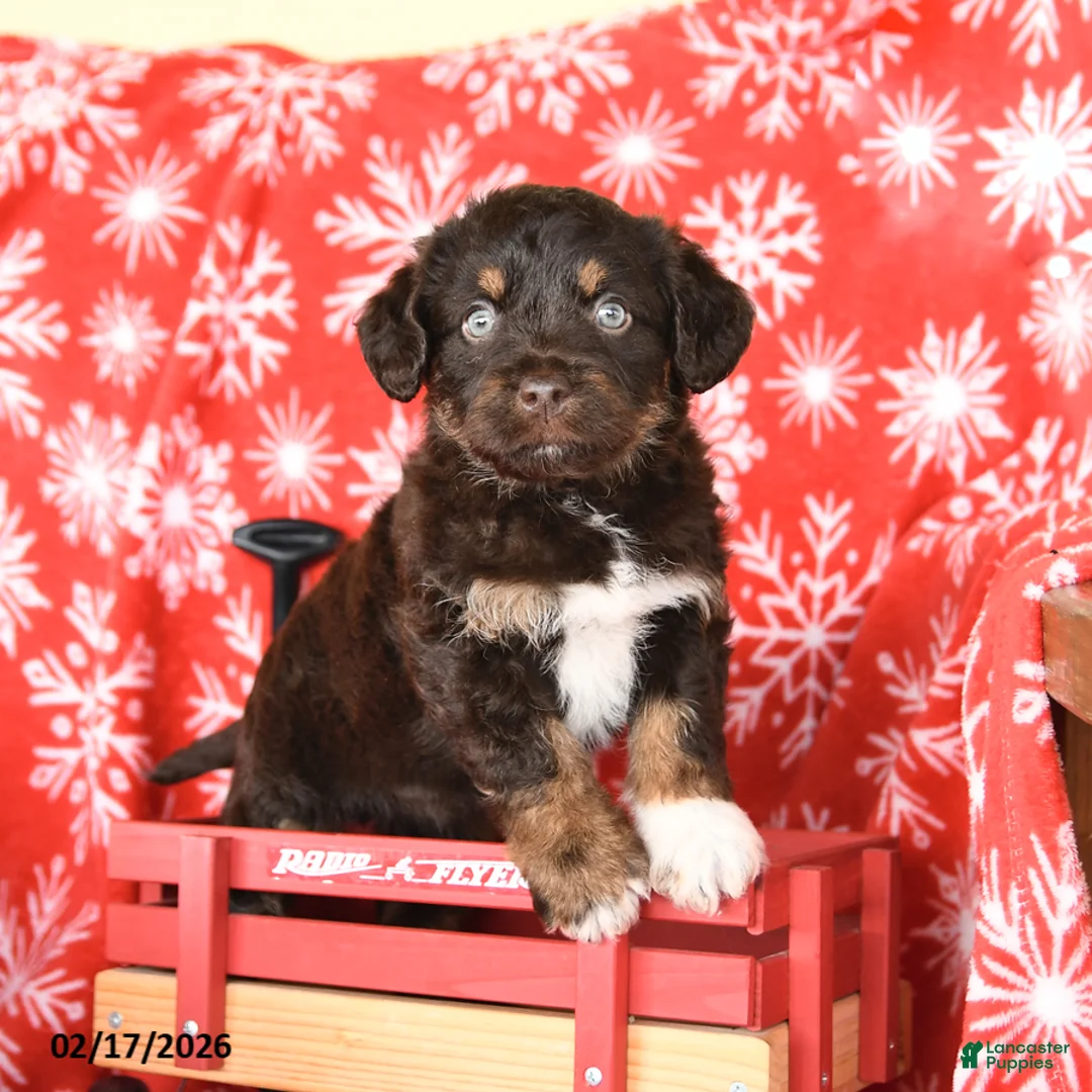 Mixed Breed dogs for sale: Tracy - Ad 4