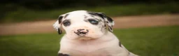 Great Dane dogs for sale: Cherish Great Dane  - Ad 3