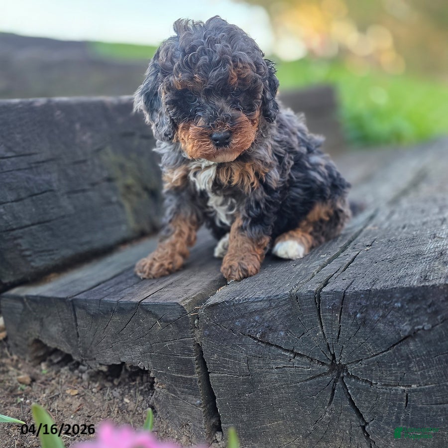 Mini Bernedoodle dogs Silver - Ad 1