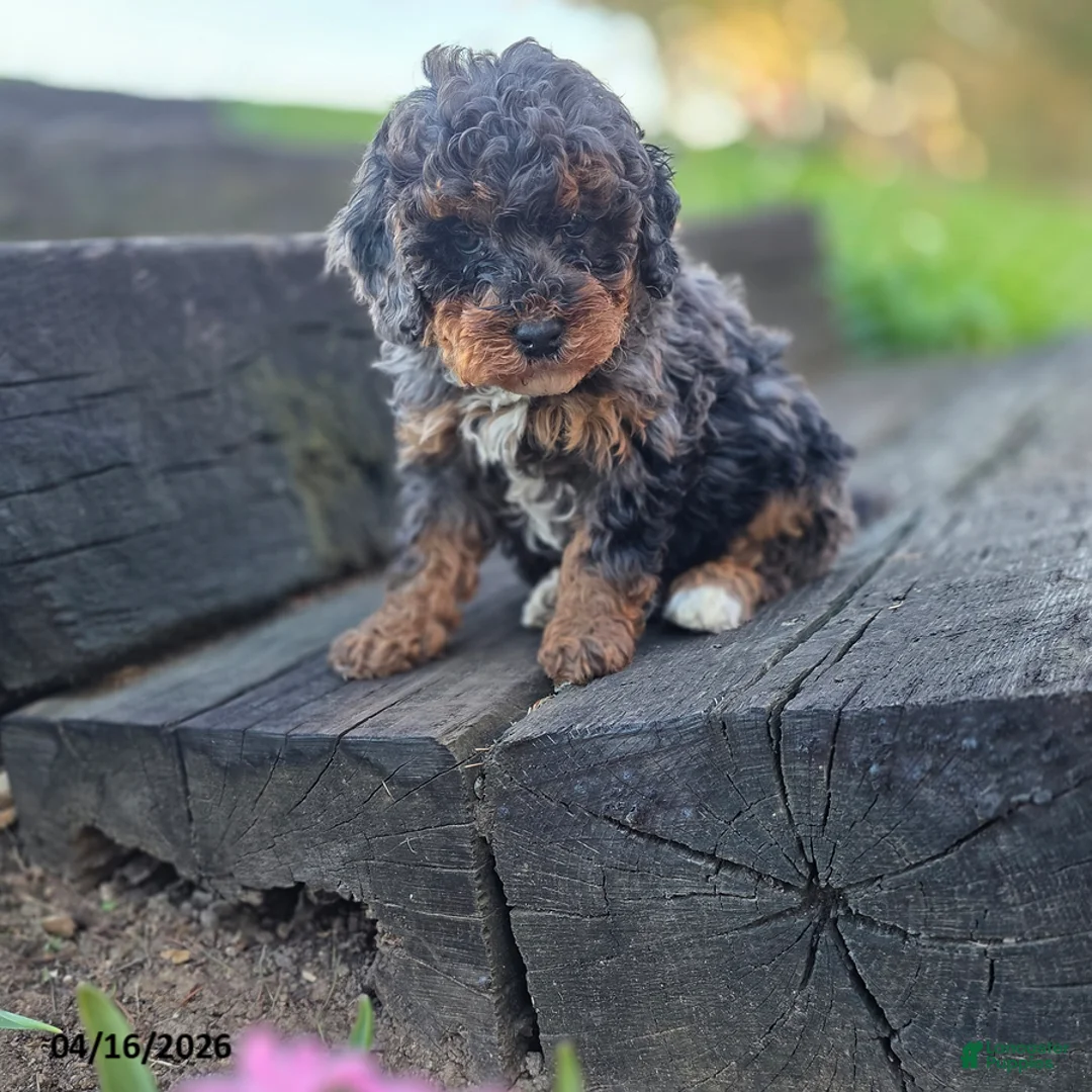 Mini Bernedoodle dogs for sale: Silver - Ad 1