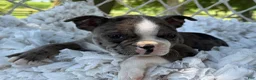 Boston Terrier dogs for sale: Macy - Ad 6
