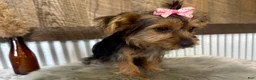 Yorkshire Terrier dogs for sale: Gabby - Ad 4
