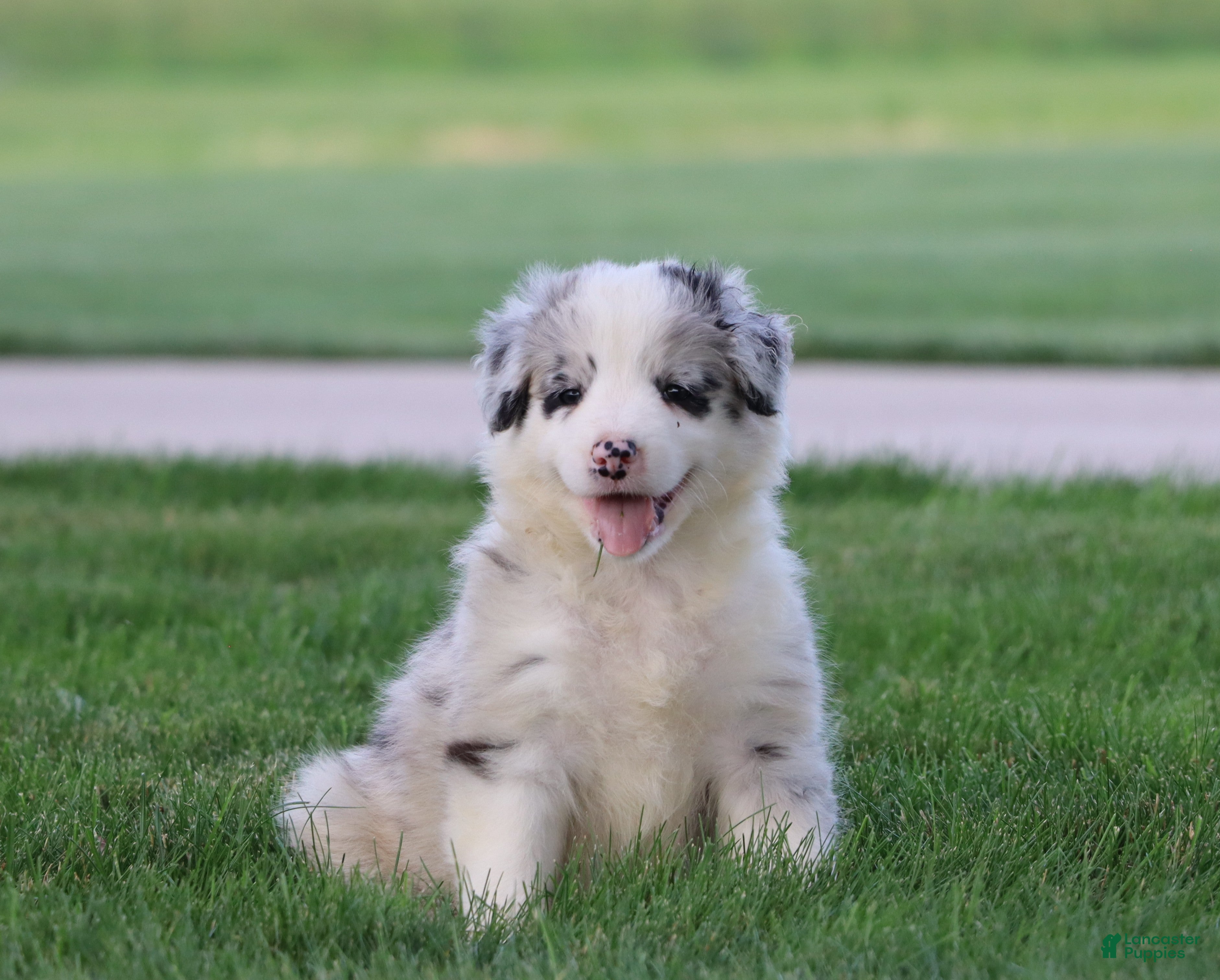 Border Collie dogs Cruz - Ad 1