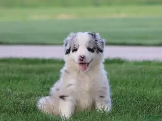 Border Collie dogs for sale: Cruz - Ad 3