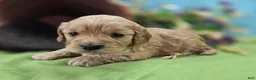 Cockapoo dogs for sale: Knotty - Ad 23