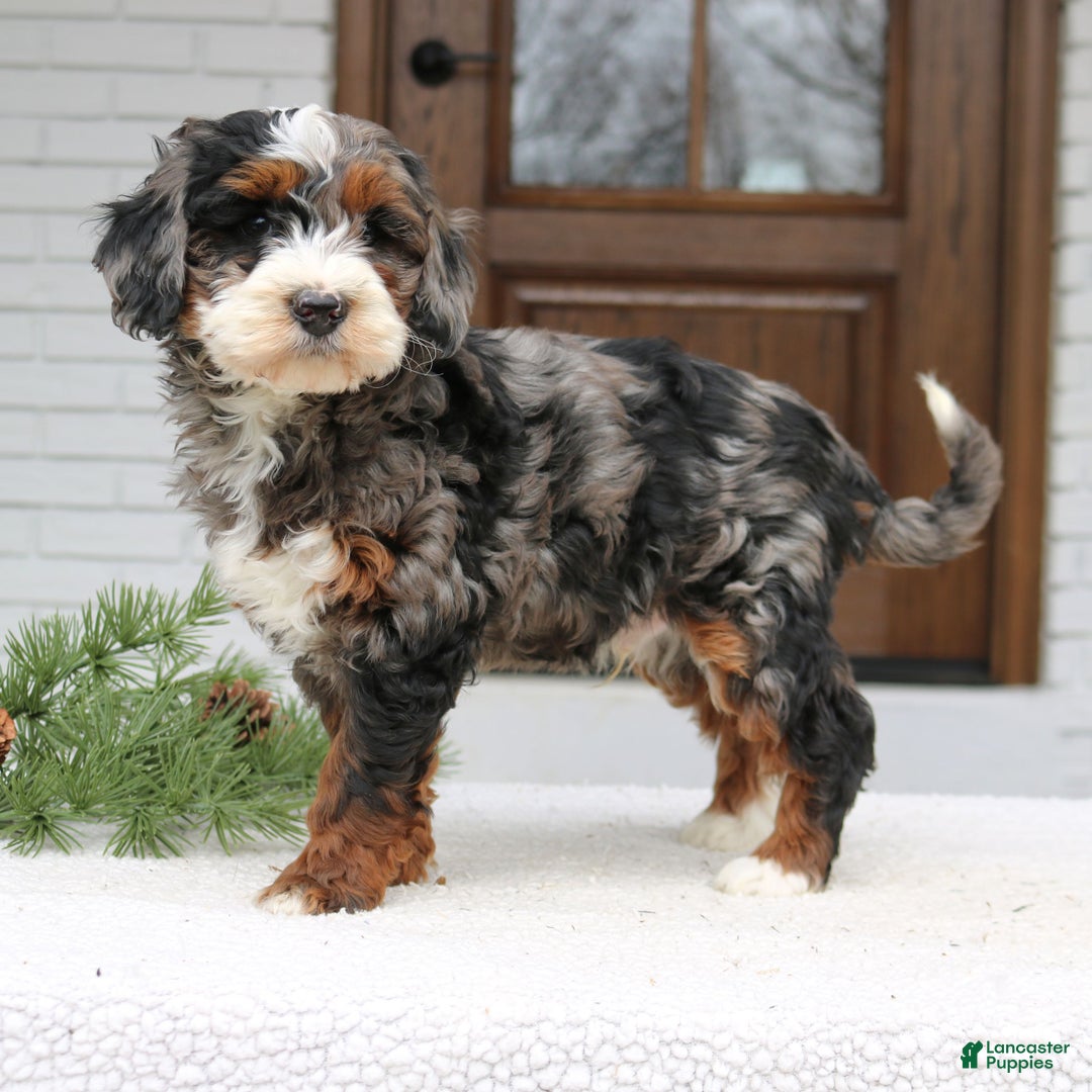 Mini Bernedoodle dogs for sale: Rhett  - Ad 2