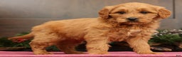 Mini Goldendoodle dogs for sale: Piper - Ad 2