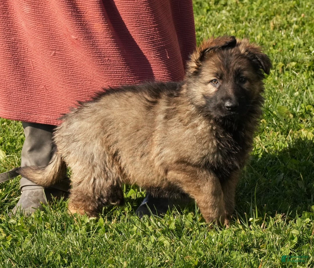 German Shepherd dogs for sale: Zoey - Ad 8