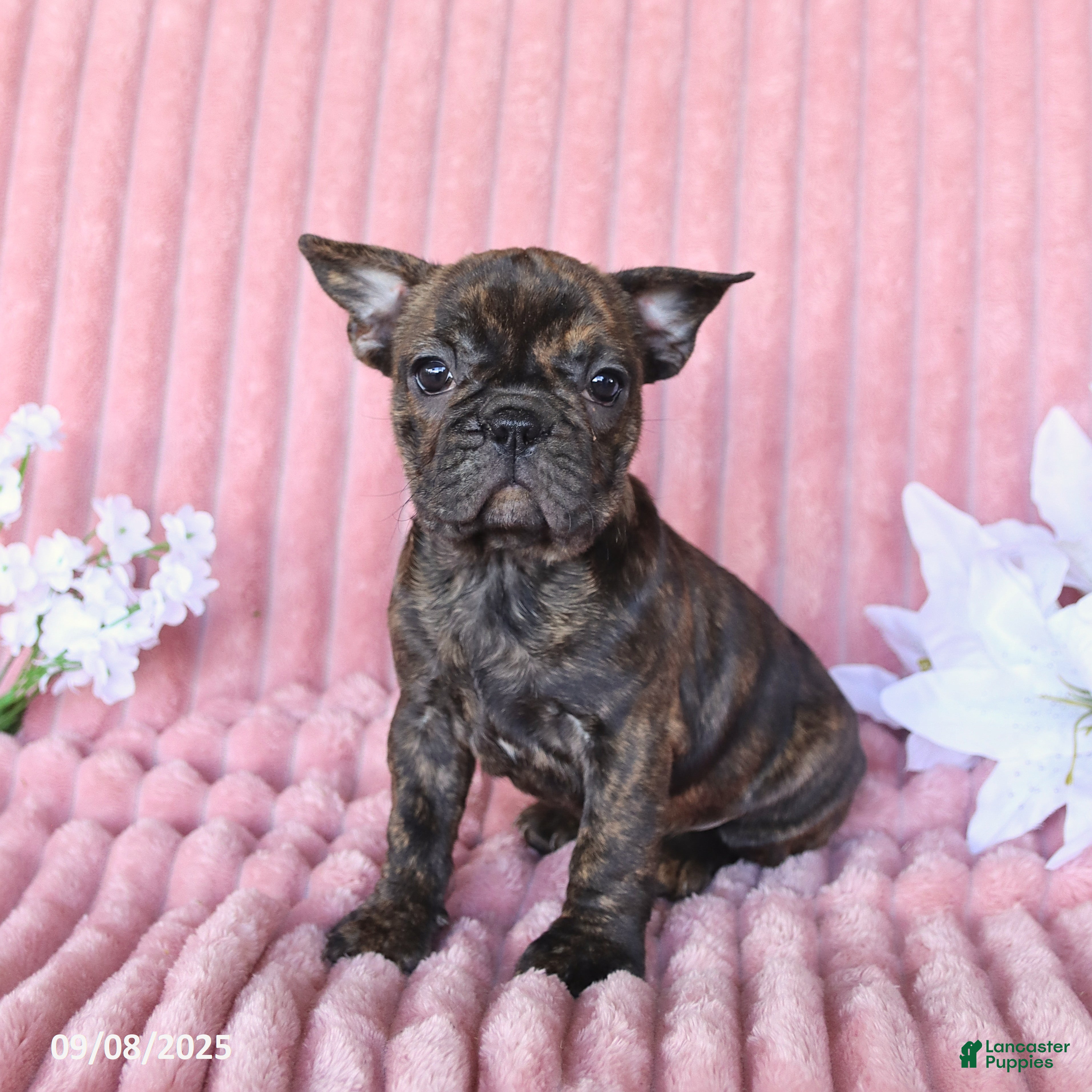 Terrier Dog Boston Frenchie Puppies For Sale Boston Terrier French