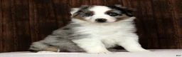 Miniature Australian Shepherd dogs for sale: Blue Bell - Ad 6