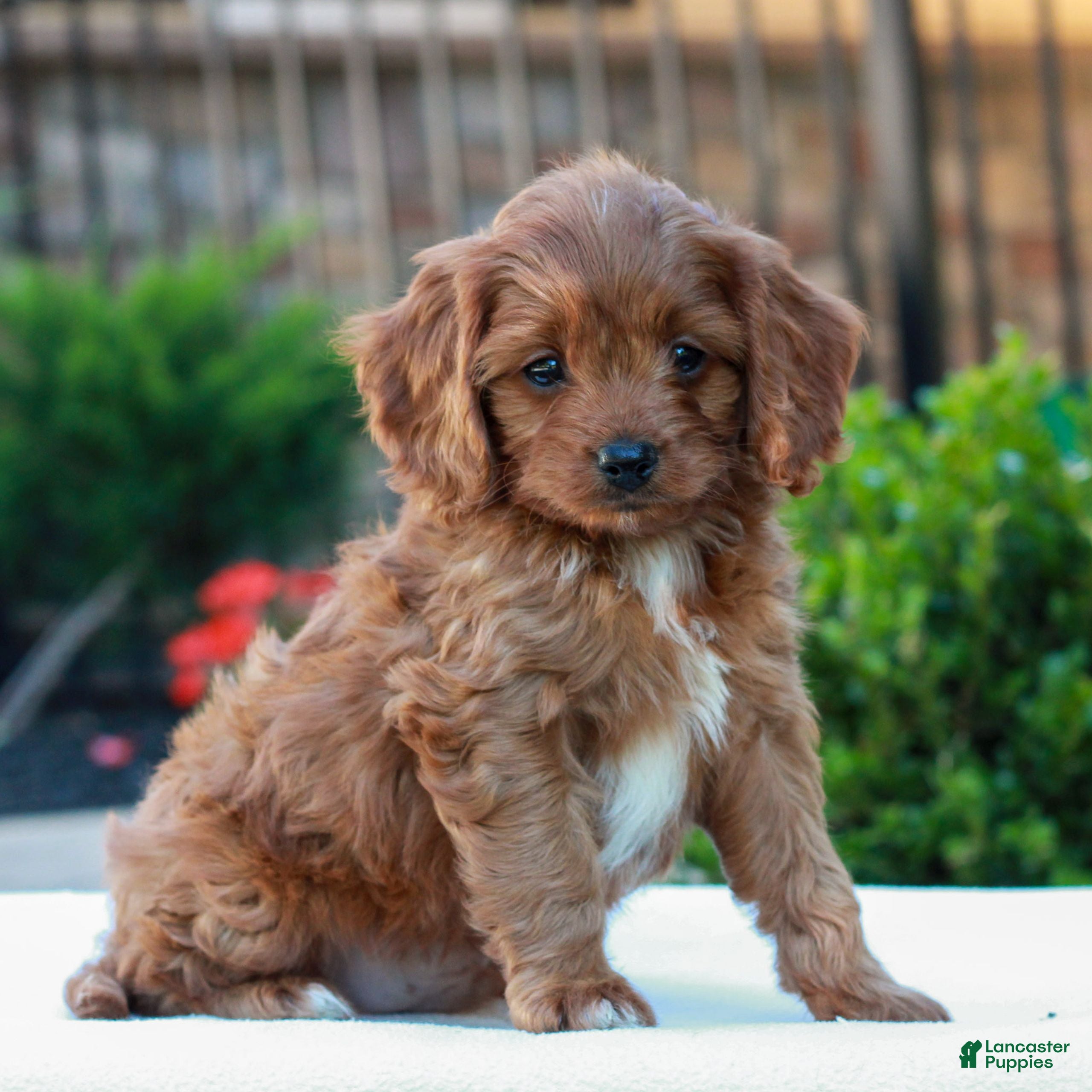 Cavapoo dogs Otis  - Ad 2