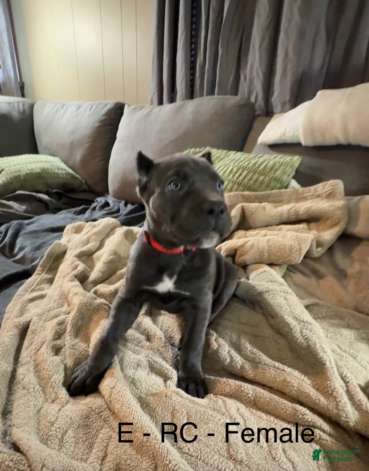 Cane Corso dogs Cane Corso Red  - Ad 5
