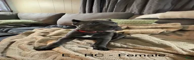 Cane Corso Red 