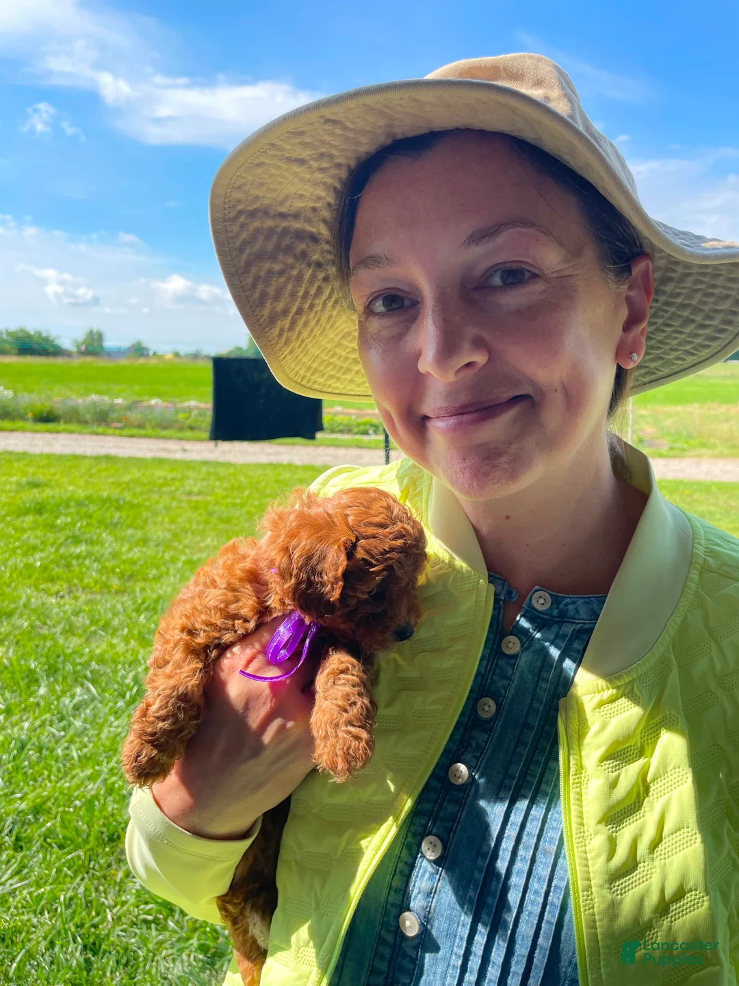 Cavapoo dogs for sale: Miss Tulip - Ad 8