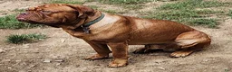 Mixed Breed dogs for sale: Zara - Ad 16